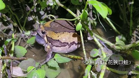 花狹口蛙飼養|花狹口蛙 Kaloula pulchra